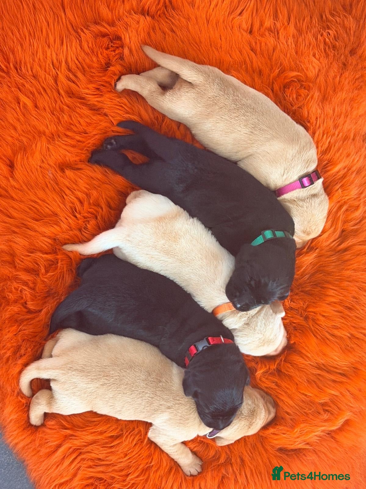 Labrador Retriever dogs Exceptional Health-Tested Purebred Labrador Puppys - Advert 1