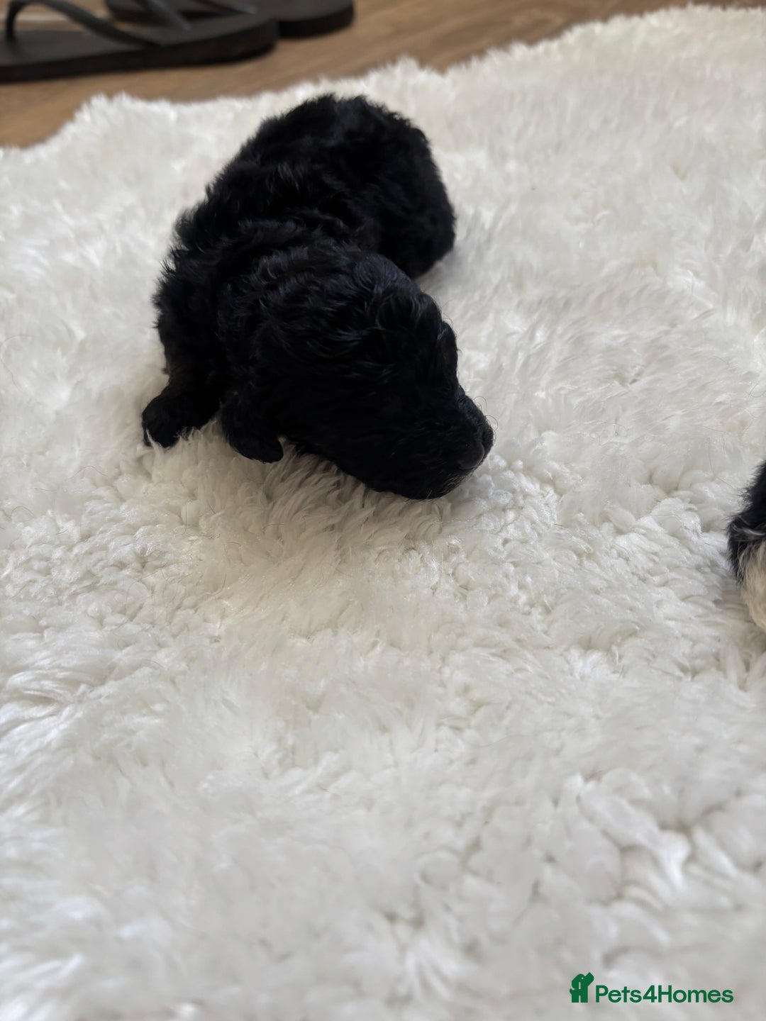 Cockapoo dogs for sale: Miniature f1 cocker poodles  - Advert 7