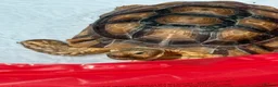 Tortoise reptiles for sale: Male sulcata tortoise for sale  - Advert 4