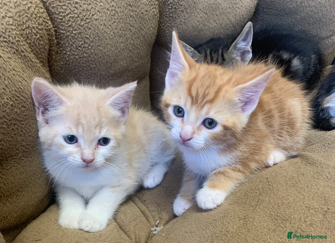 British Shorthair cats for sale: 2 X BOY KITTENS, READY NOW!! 8 WEEKS OLD, - Image 3