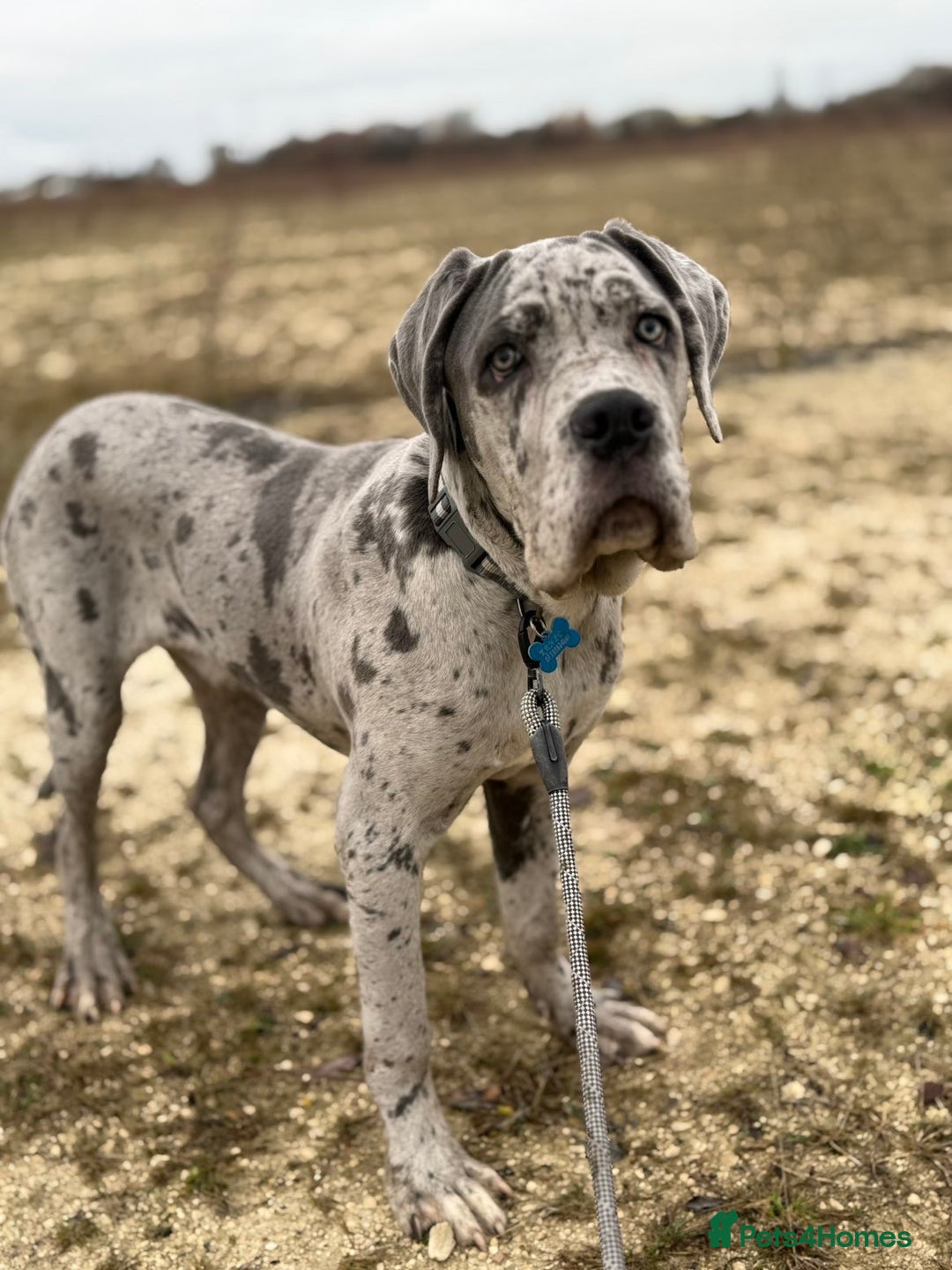 Cane Corso dogs for stud: Stud  - Advert 8