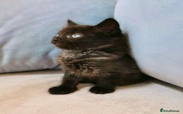 Maine Coon cats for sale: Maine Coon Kittens - Image 5