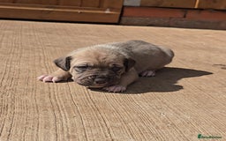Cane Corso dogs for sale: Beautiful Italian Mastiff available - Image 17