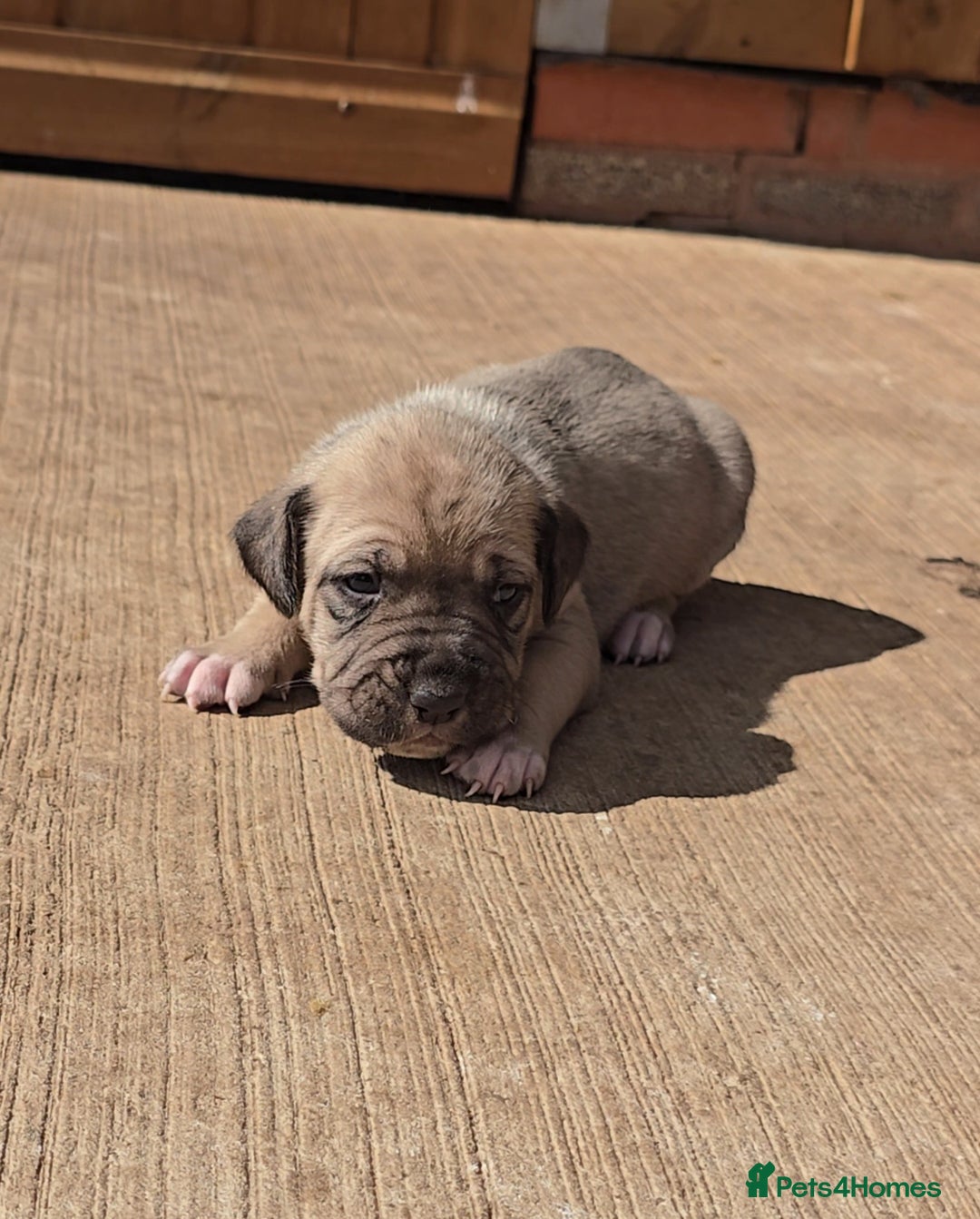 Cane Corso dogs for sale: Beautiful Italian Mastiff available - Image 17