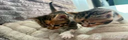 Mixed Breed cats for sale: kittens  - Advert 2