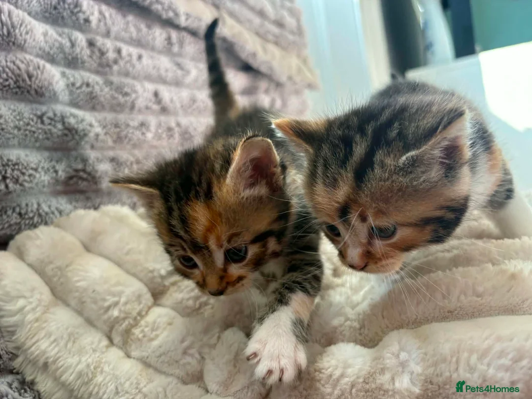 Mixed Breed cats for sale: kittens  - Advert 2