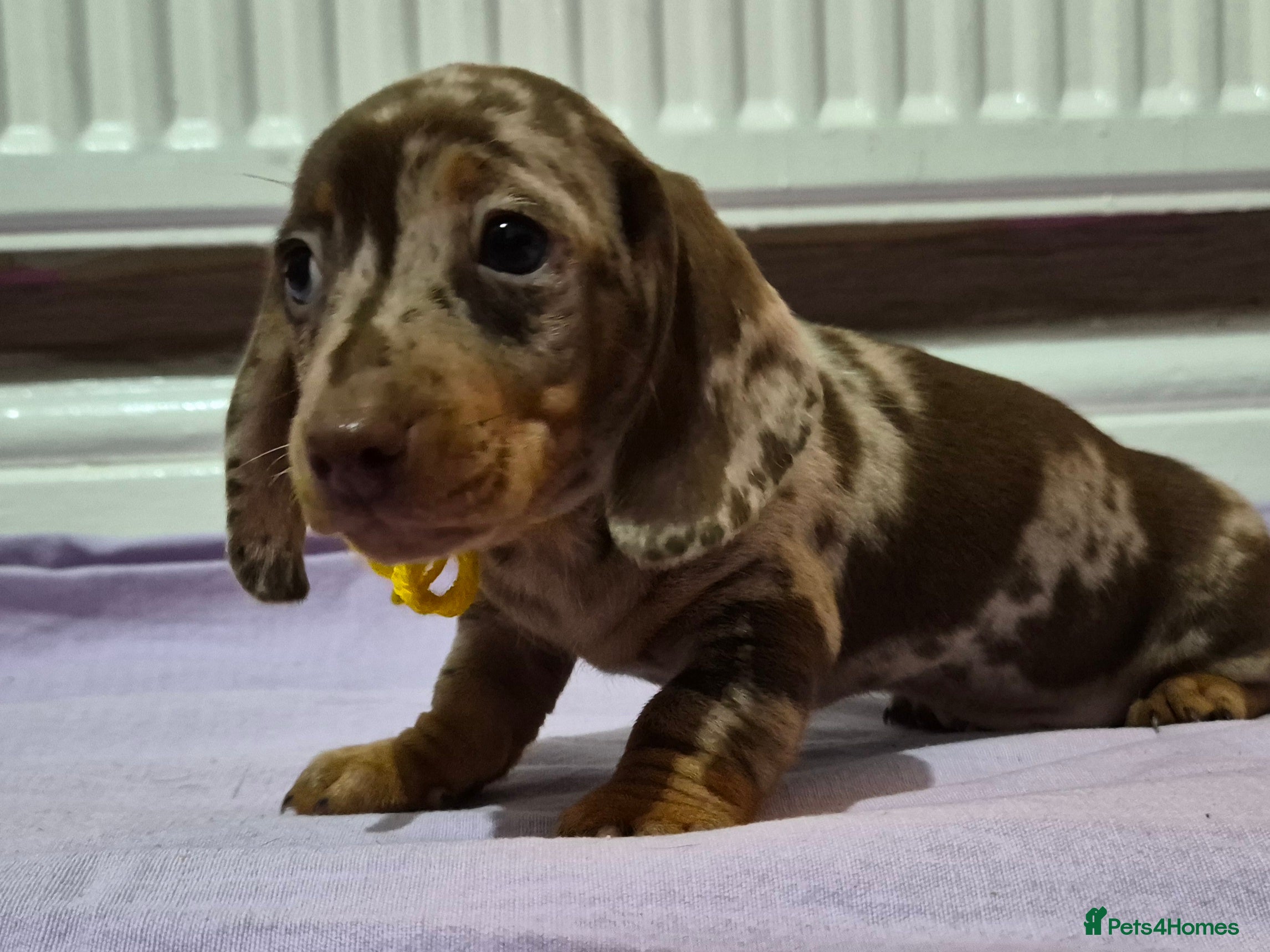 Miniature Dachshund dogs Hi beautiful mini dachshund for 5* home - Advert 2