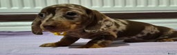 Miniature Dachshund dogs for sale: Hi beautiful mini dachshund for 5* home - Advert 1