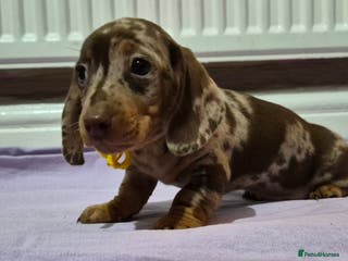 Miniature Dachshund dogs Hi beautiful mini dachshund for 5* home - Advert 1