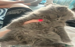 Persian cats for sale: Persian cats London  - Advert 4