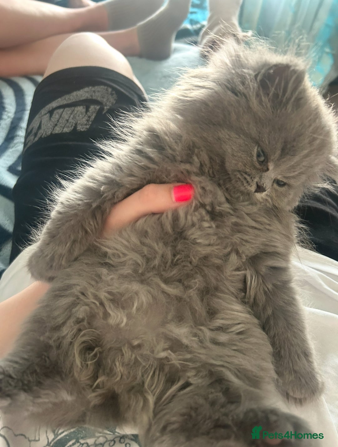 Persian cats for sale: Persian cats London  - Advert 4
