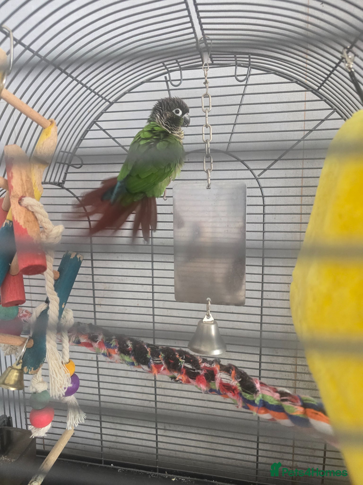 Conures birds 8 year old conure  - Advert 1