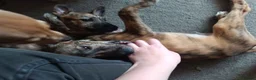 Lurcher dogs for sale: Beautiful Working Stock Male Lurcher Puppy - Advert 9