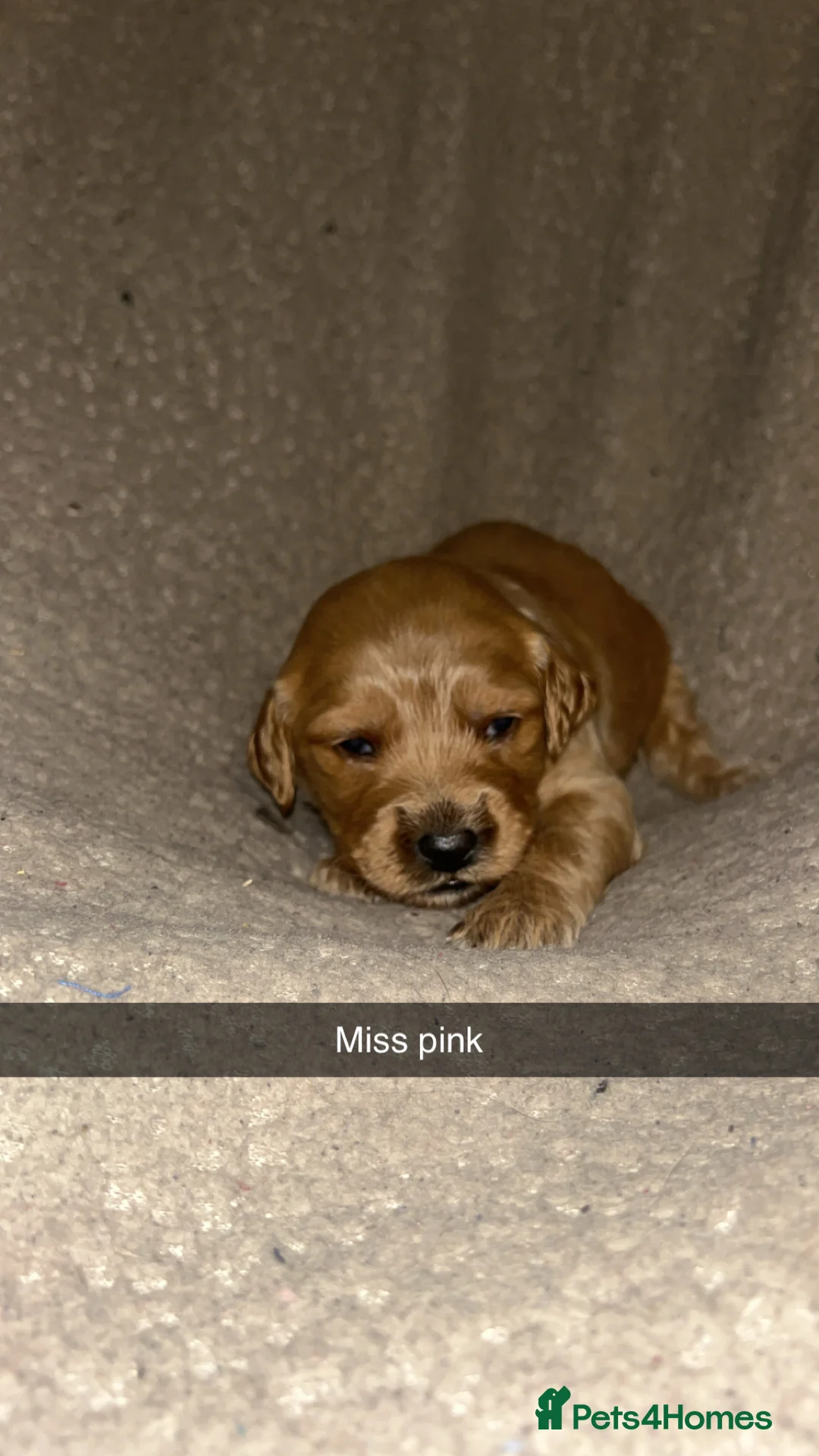 Goldendoodle dogs for sale: F1 golden doodle 5 left viewings now available. - Advert 19