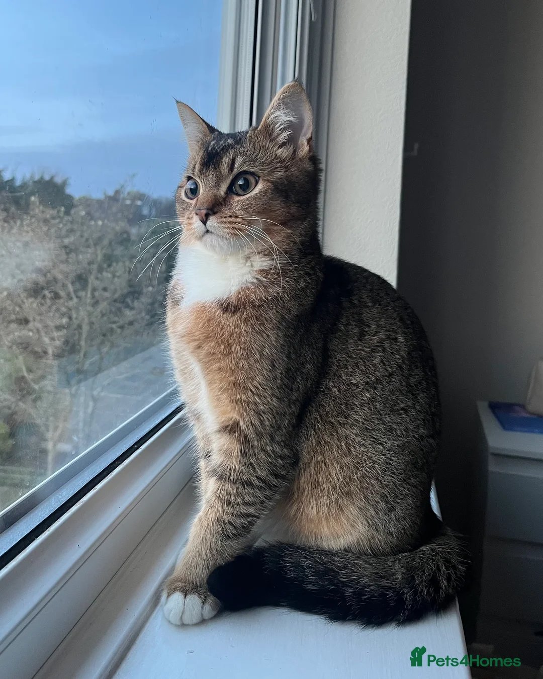 Scottish Fold cats for sale: Scottish Fold - Male - Advert 1