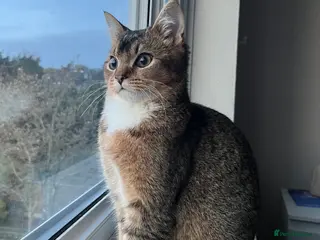 Scottish Fold cats Scottish Fold - Male - Advert 16