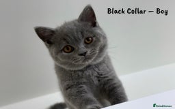British Shorthair cats for sale: 🐾 Champion Line Blue BSH Kittens GCCF Active 🐾  - Image 2