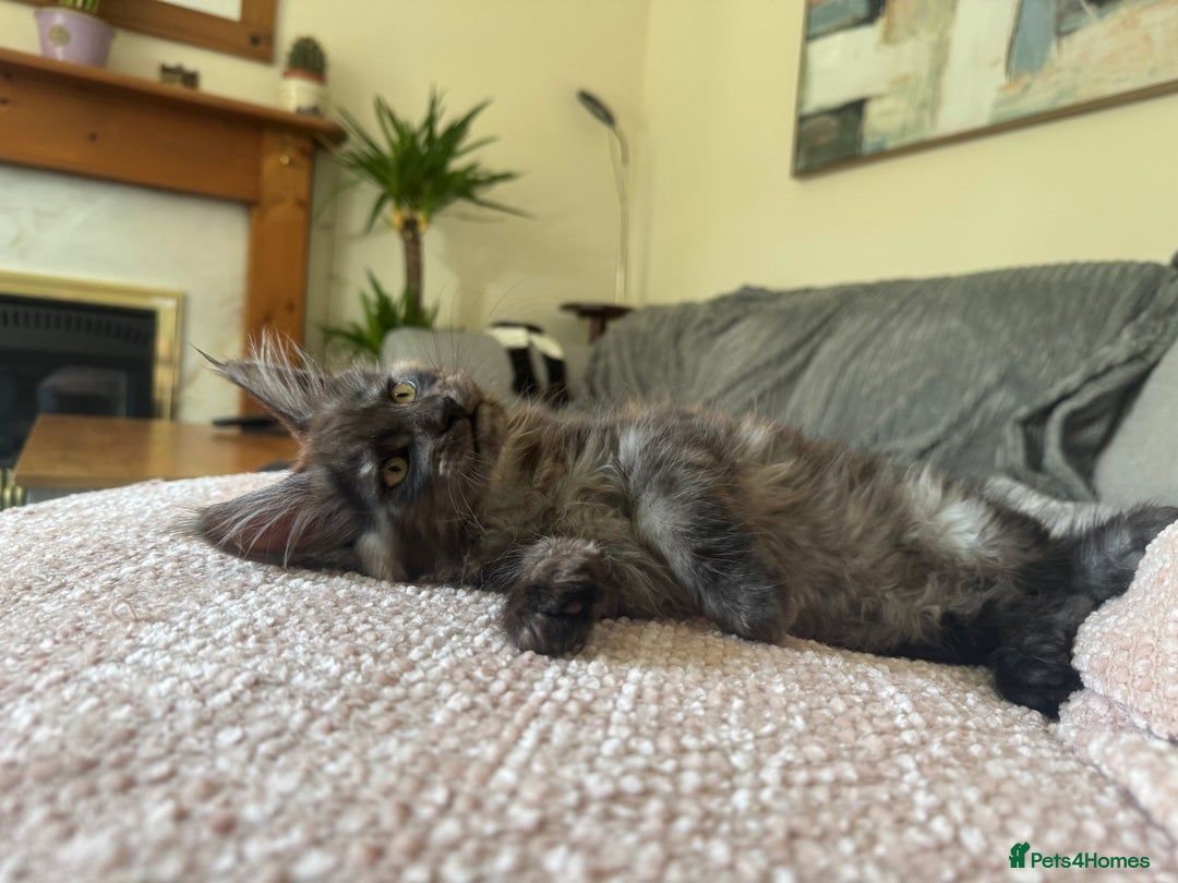 Maine Coon cats for sale: Stunning Black Smoke TiCA kittens  - Image 37