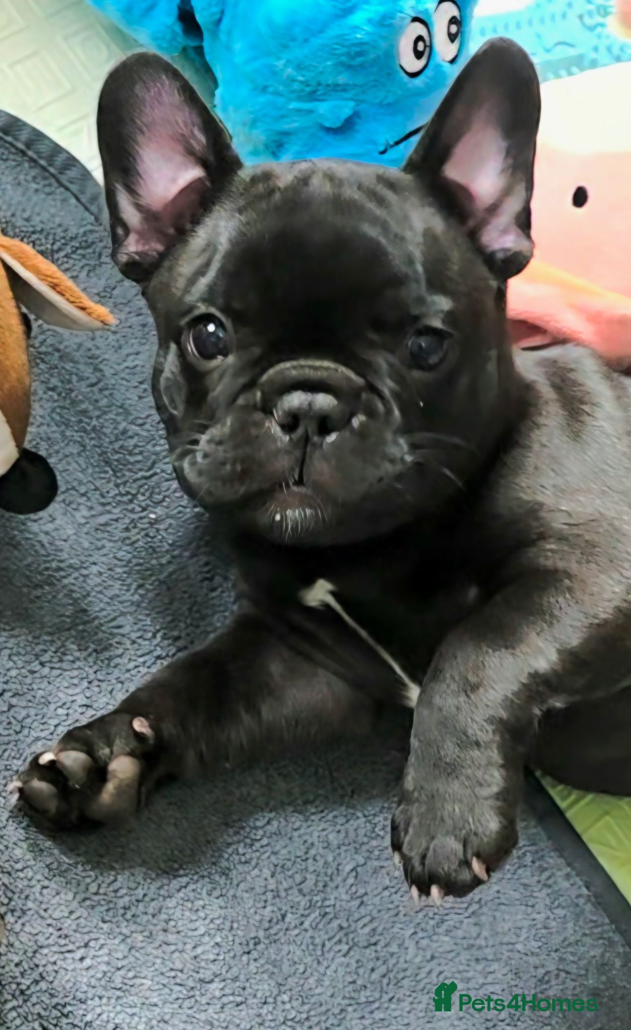 French Bulldog dogs 💛Bright, Affectionate Brindle Girl 💛Ready Now‼️ - Advert 13