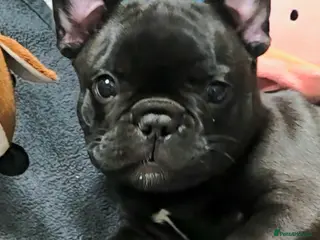 French Bulldog dogs 💛Bright, Affectionate Brindle Girl 💛Ready Now‼️ - Advert 13