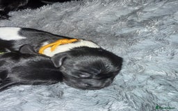 Cocker Spaniel dogs for sale: 🐾 🌼 Helianthmum Working Cocker Spaniels🌼 🐾 - Image 12