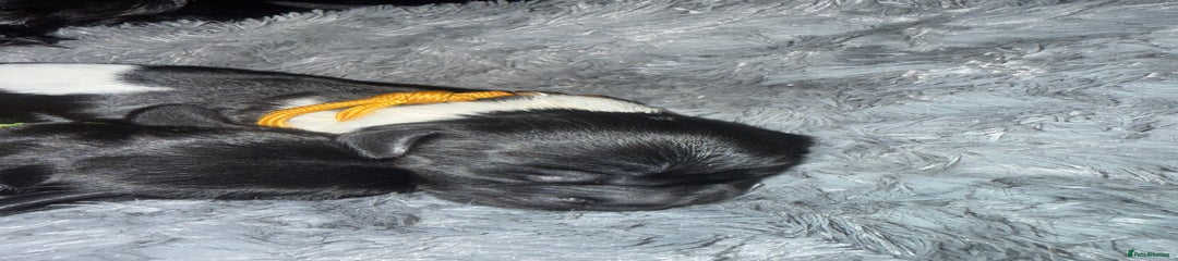 Yellow Collar Female