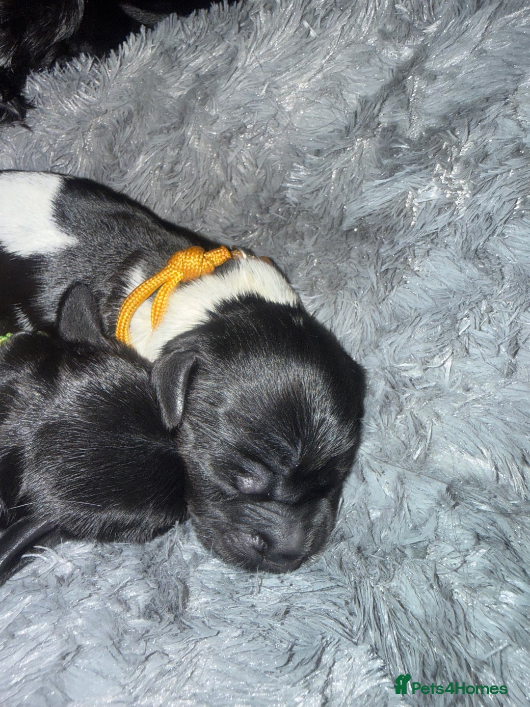 Cocker Spaniel dogs for sale: 🐾 🌼 Helianthmum Working Cocker Spaniels🌼 🐾 - Image 12