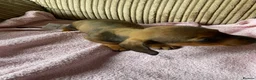 Miniature Dachshund dogs for sale: Mini dachshund puppies  in Dalkeith - Advert 18
