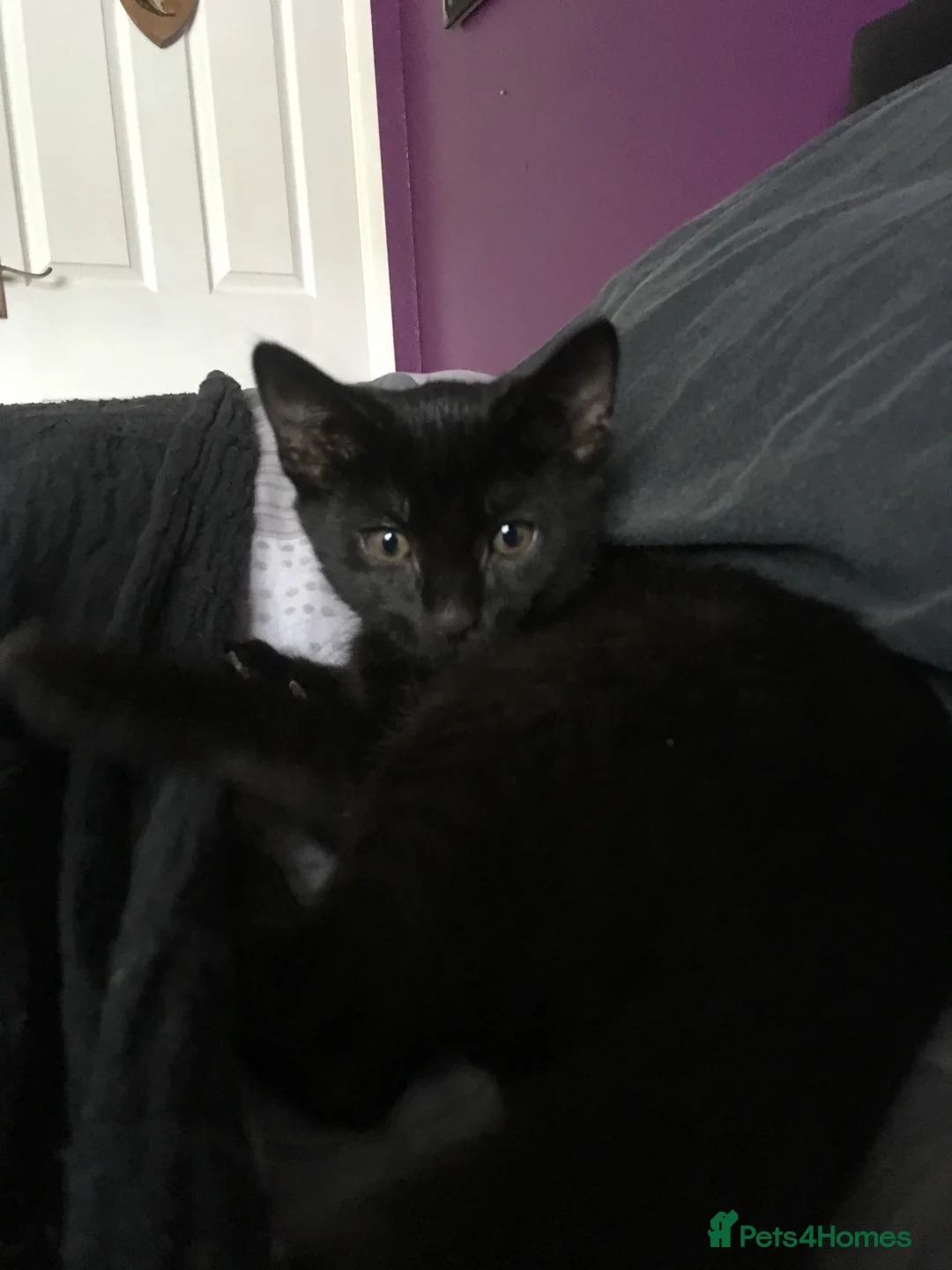 British Shorthair cats for sale: Cat for Rehoming 8 year old male in Totnes - Advert 31