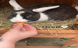 English rabbits for sale: 2 Rabbits Free - Image 12