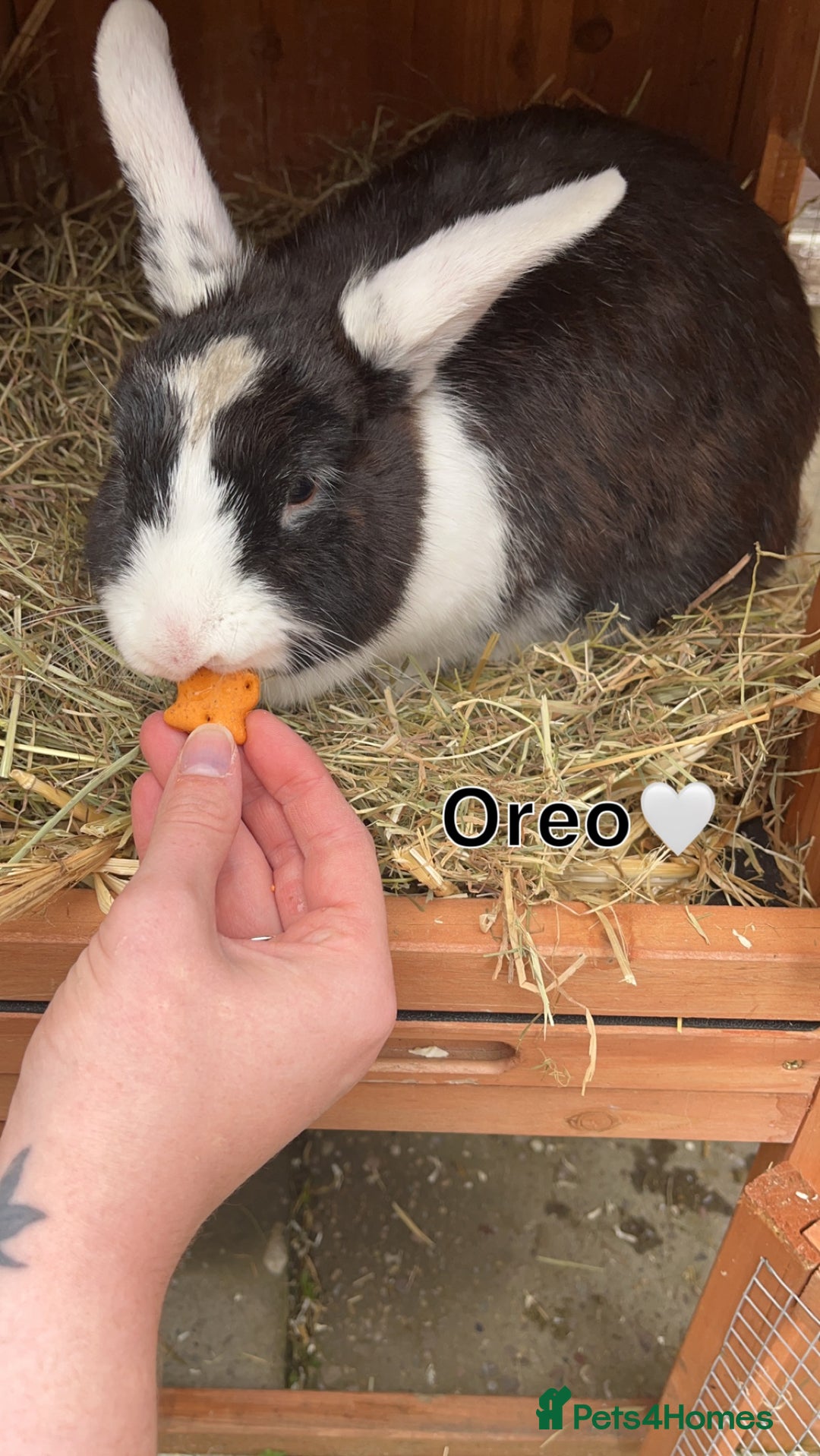 English rabbits for sale: 2 Rabbits Free - Image 12