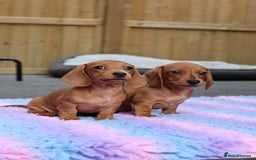 Miniature Dachshund dogs for sale: Ready now Miniature smoothhaired dachshunds - Image 2