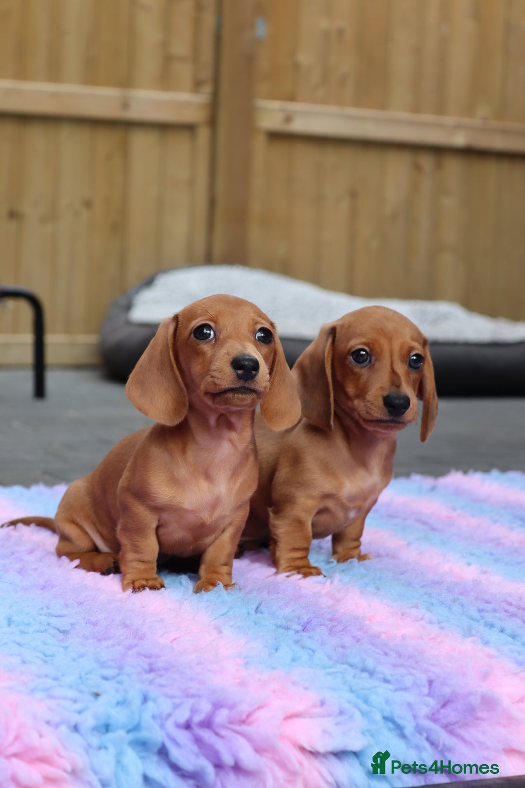 Miniature Dachshund dogs for sale: Ready now Miniature smoothhaired dachshunds - Image 2