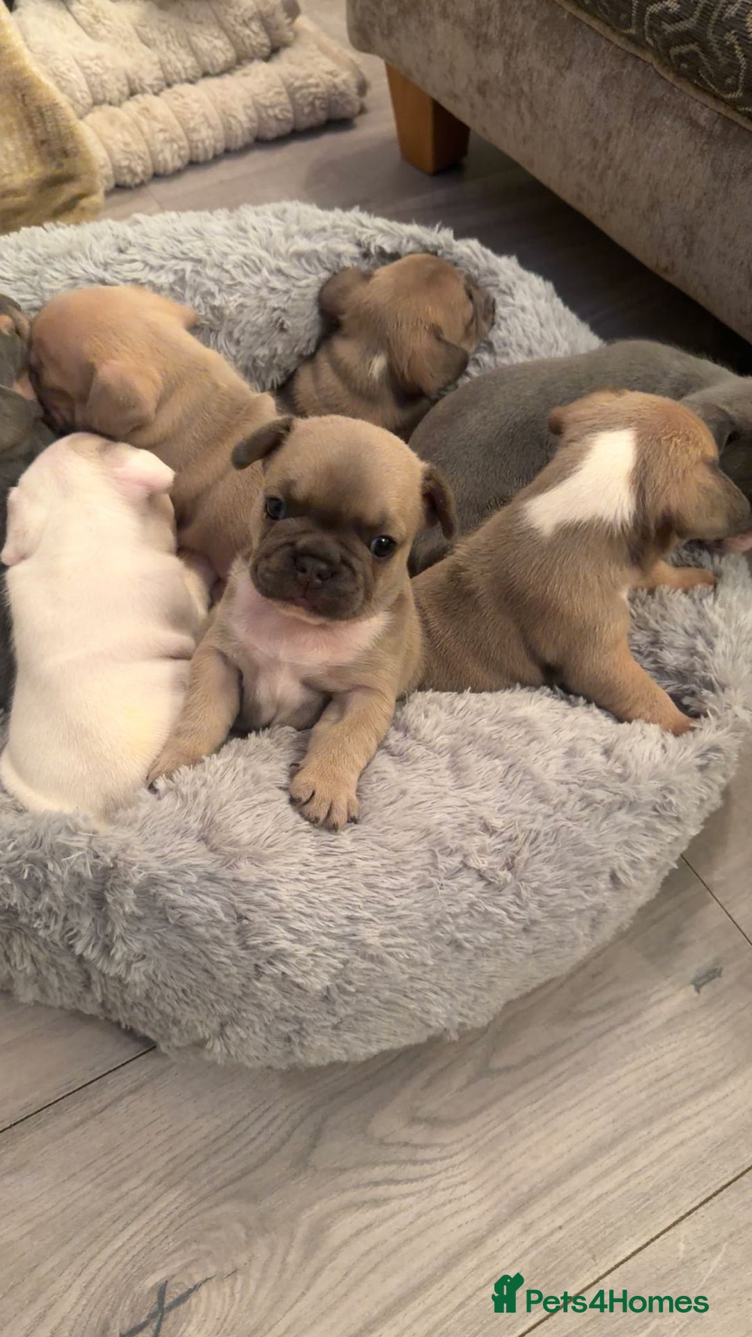French Bulldog dogs for sale: 🐾✨ Adorable Frenchies ready now ✨ 🐾 DWKC  - Advert 17