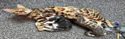 Mixed Breed cats for sale: Mixed bengal  - Advert 11