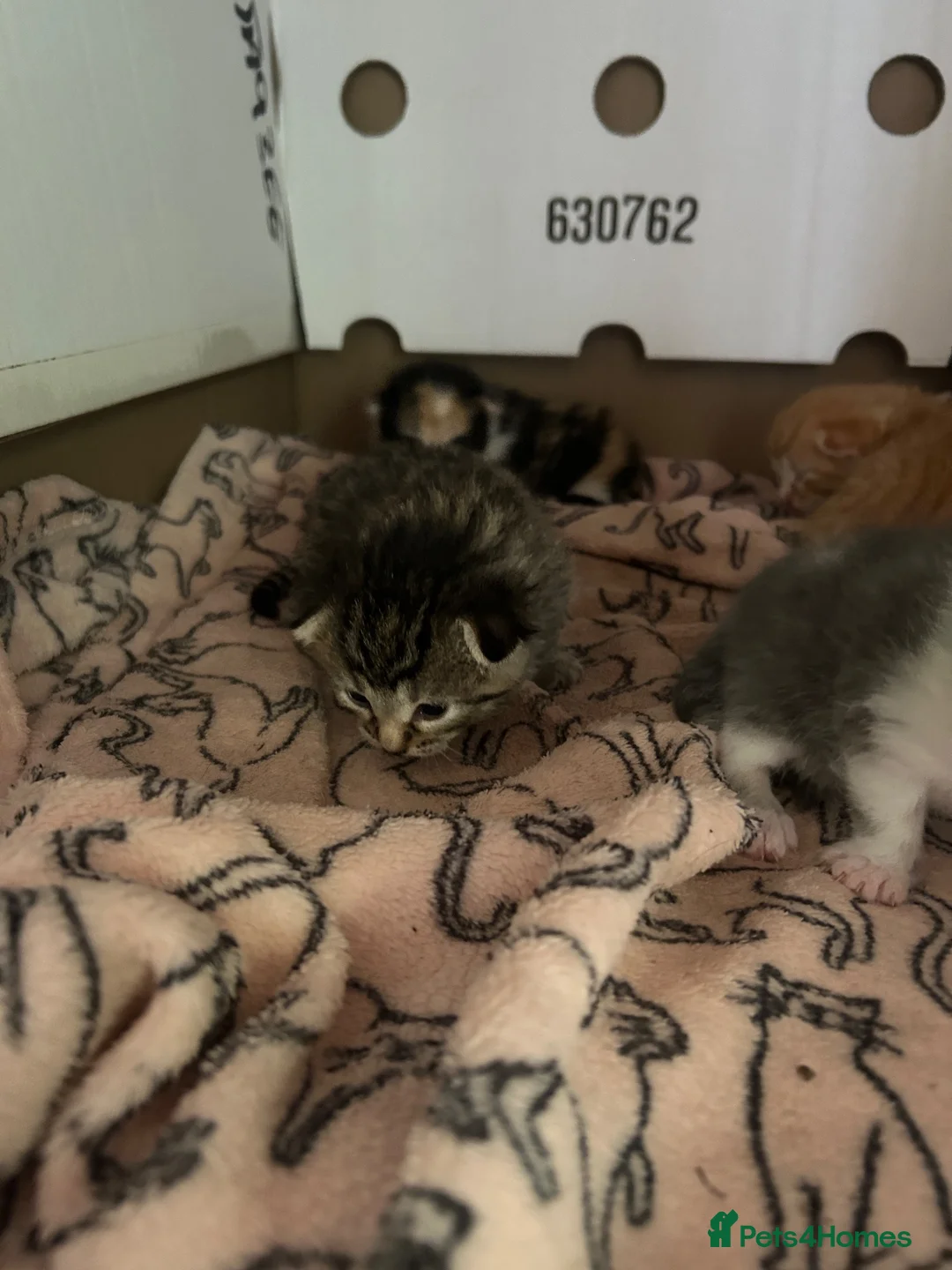 Mixed Breed cats for sale: kittens for sale 4 boys 3 girls ( two sister cats) in Bridgwater - Advert 10