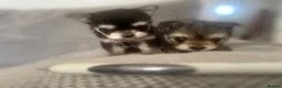 Mixed Breed dogs for sale: Malshi baby’s ❤️❤️ in Salisbury - Advert 2