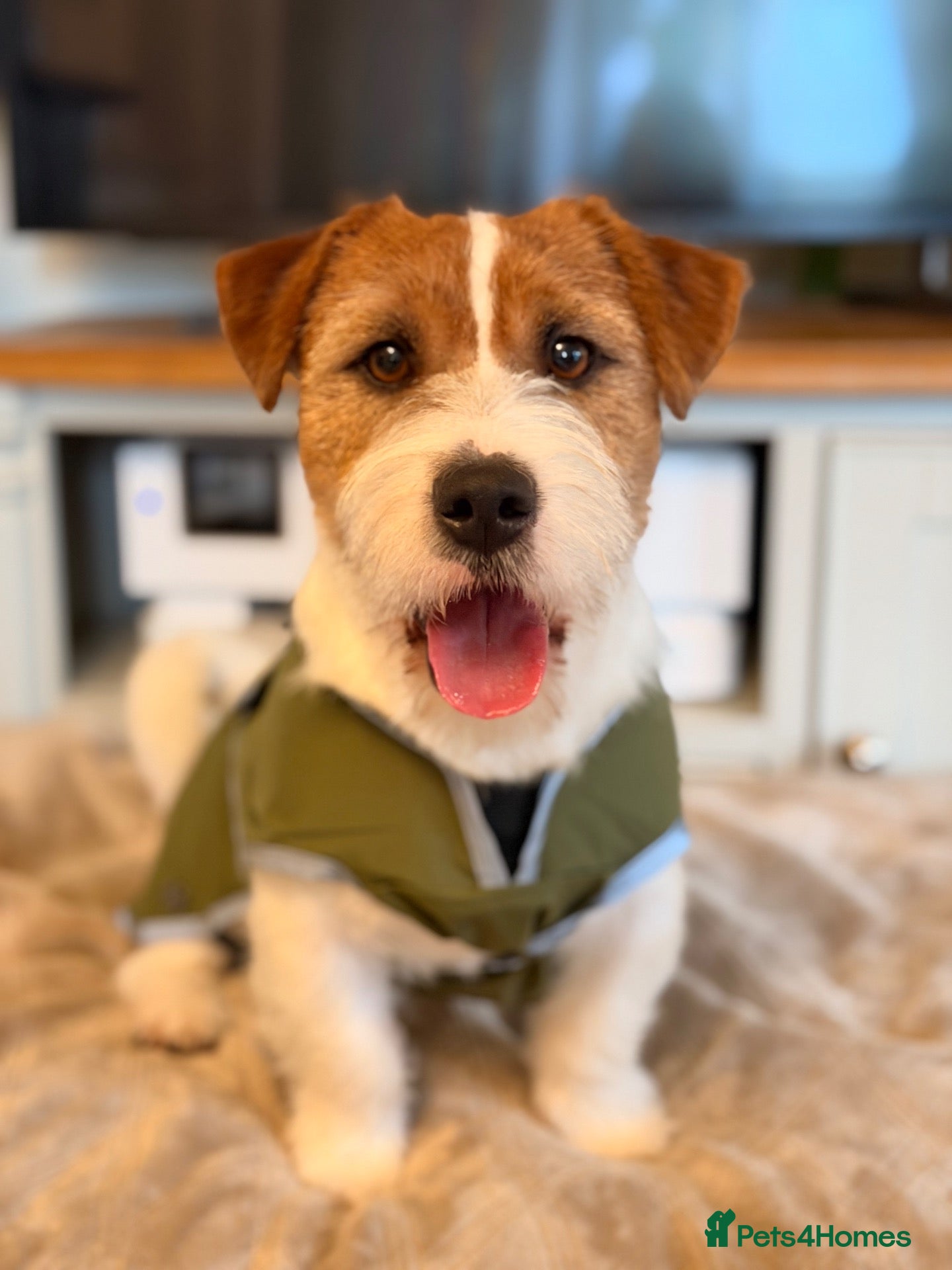 Jack Russell dogs for stud: KC Jack Russell Cliff At STUD - Advert 3