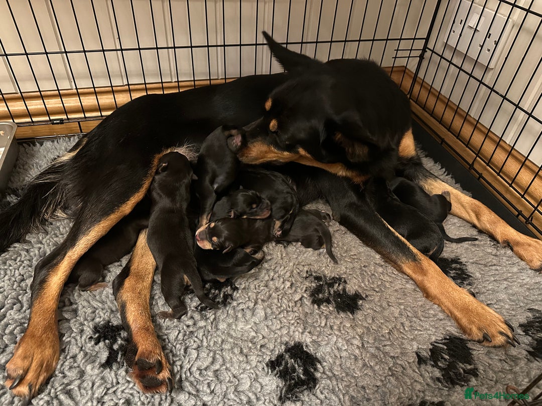 Australian Kelpie dogs for sale: Australian Kelpie Puppies - Advert 2