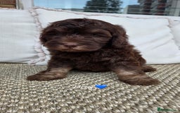 Labradoodle dogs for sale: 7 labradoodle puppies for sale - Image 6