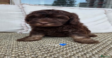 Labradoodle dogs - Advert 10