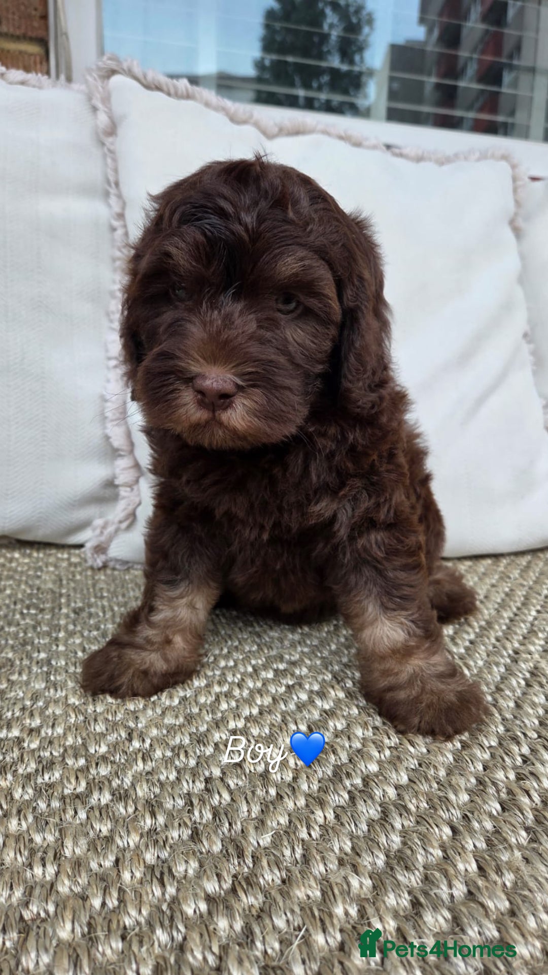 Labradoodle dogs for sale: 7 labradoodle puppies for sale - Image 6