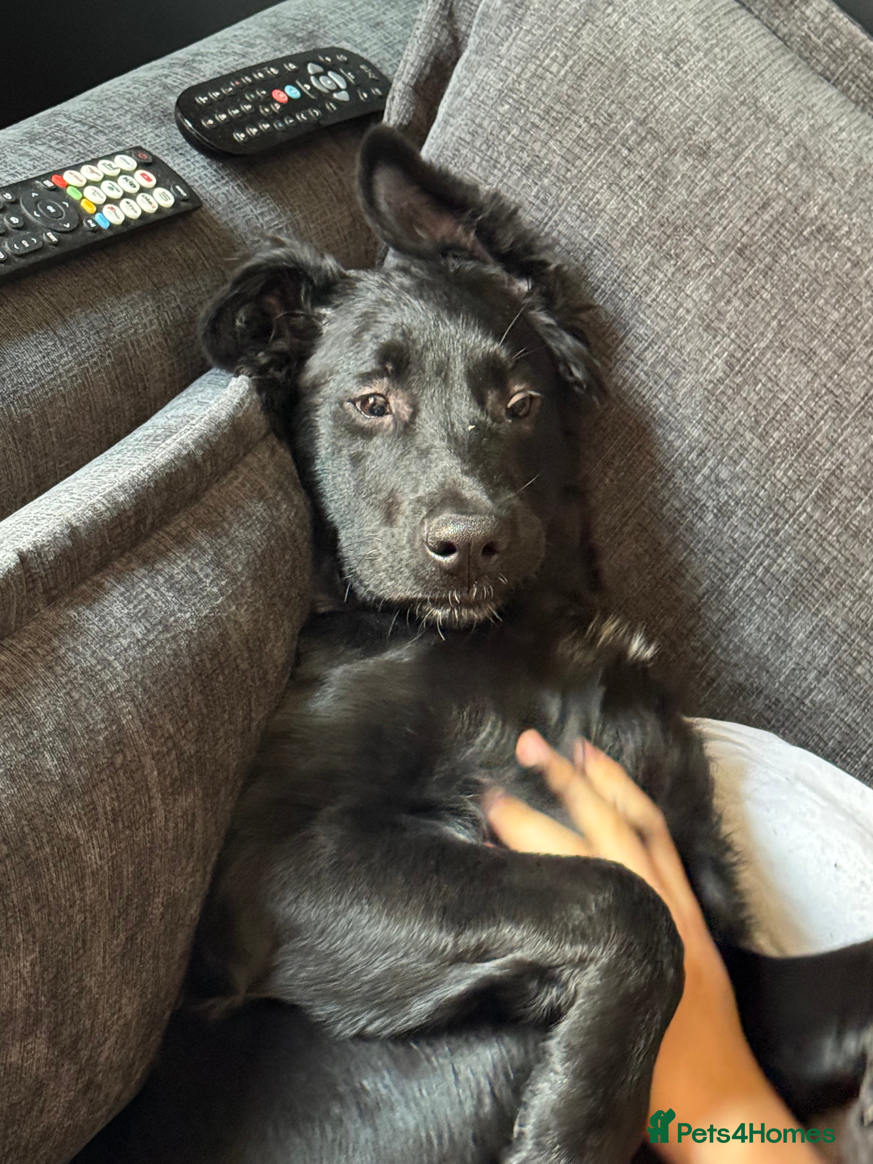 Mixed Breed dogs German shepherd female - Advert 2