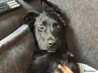 Mixed Breed dogs German shepherd female - Advert 13