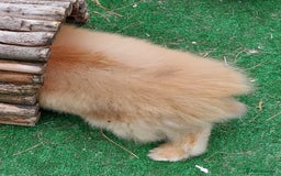 Lionhead rabbits for sale: Beautiful Double Maned Lionhead Babies - Image 14