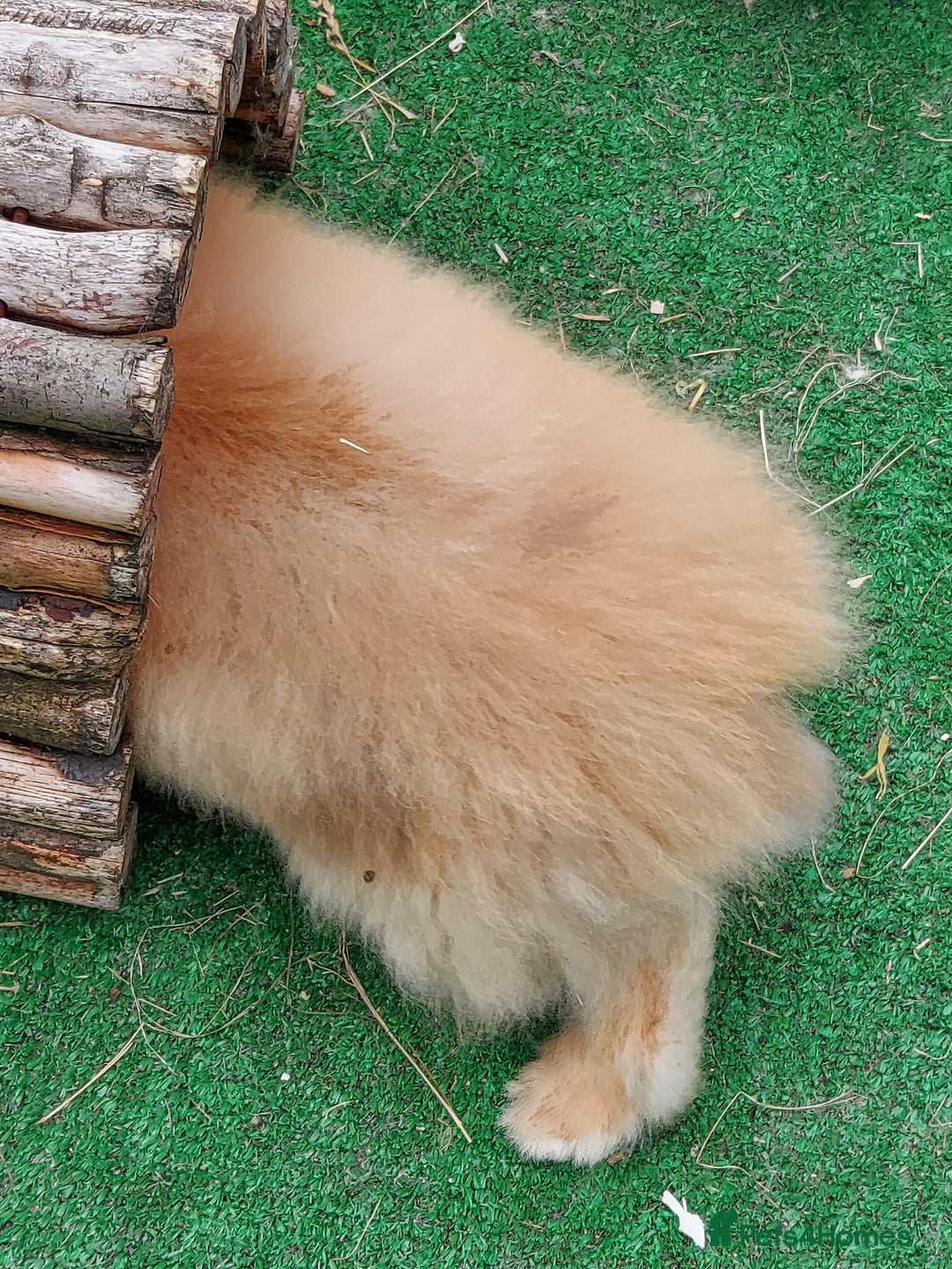 Lionhead rabbits for sale: Beautiful Double Maned Lionhead Babies - Image 14