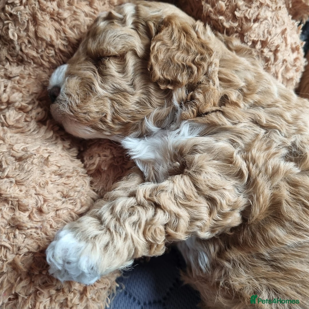 Maltipoo dogs for sale: Adorable Miniature Maltipoo Pups for sale - Image 6