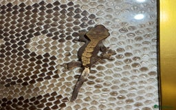 Gecko reptiles for sale: Crested gecko Hatchlings +Lineage  - Advert 5