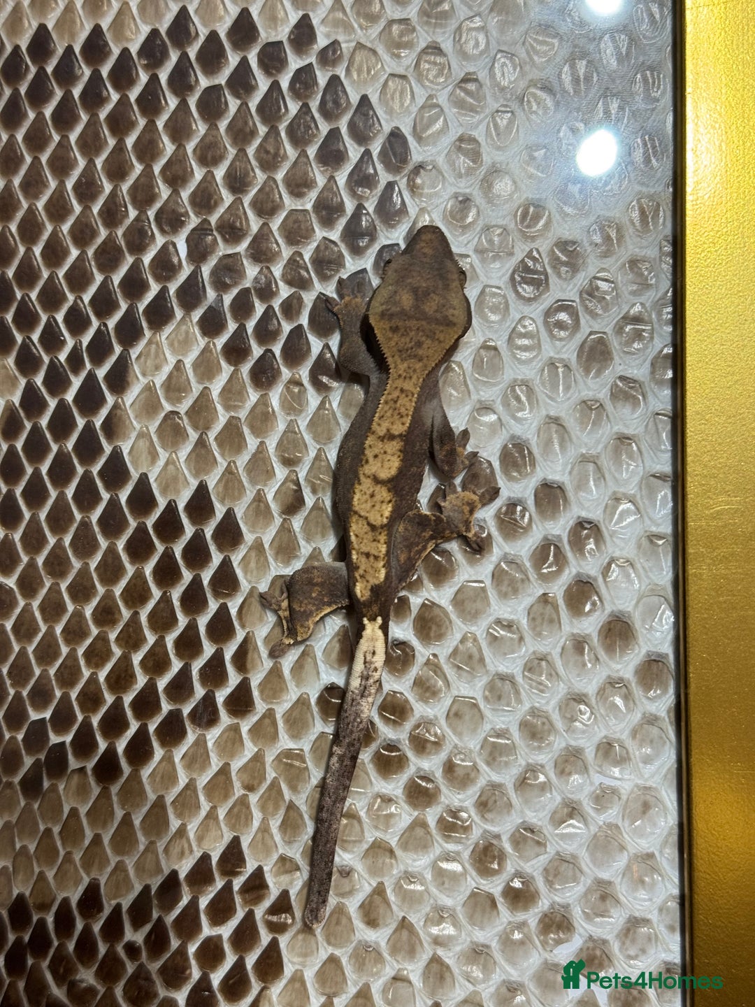 Gecko reptiles for sale: Crested gecko Hatchlings +Lineage  - Advert 5