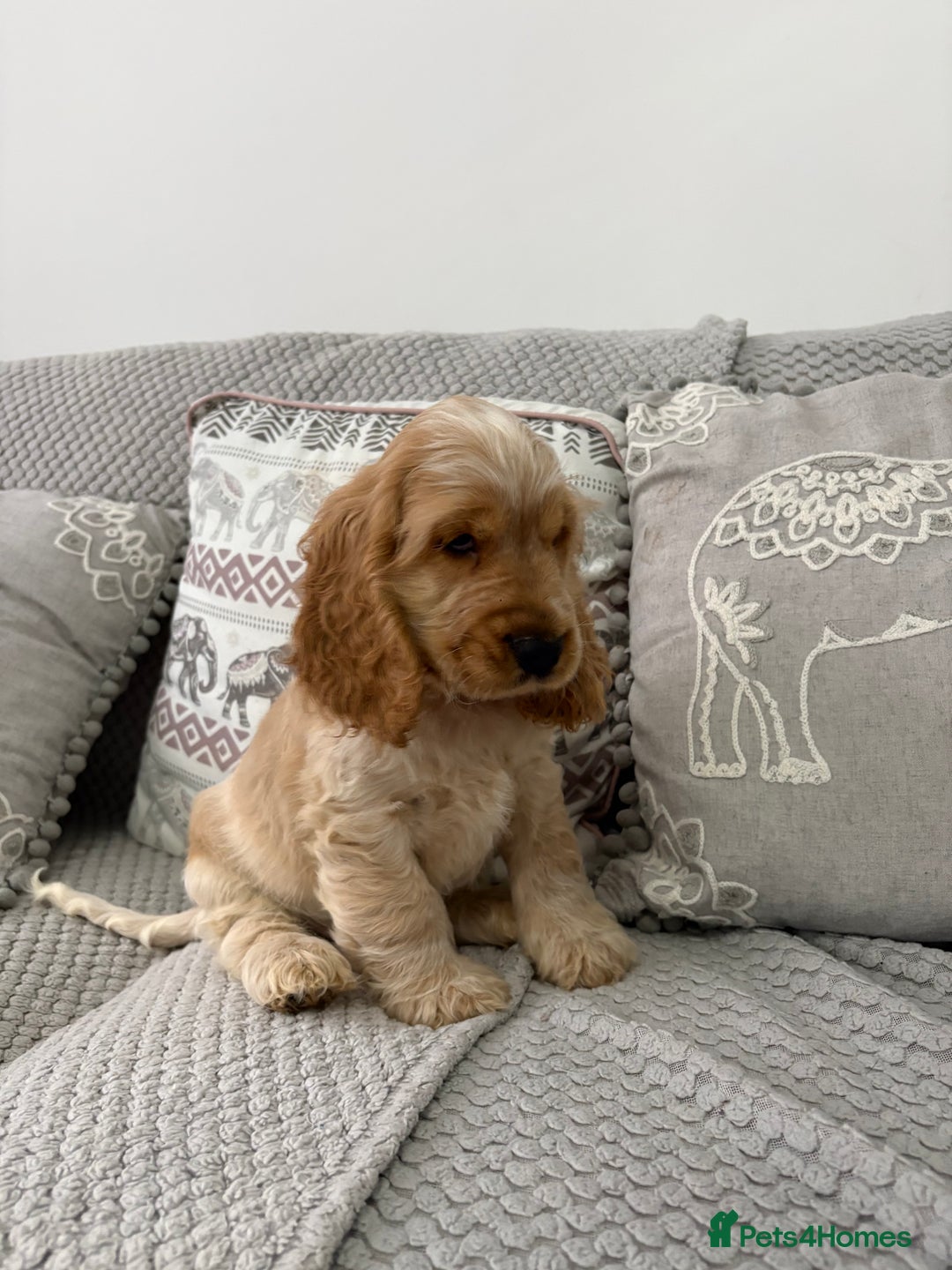 Cocker Spaniel dogs for sale: KC Reg Delightful Show Type Cocker Spaniels - Advert 9